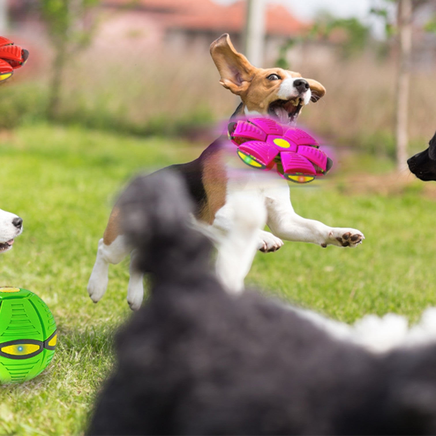 Dog playing with a toy in a grassy area